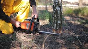 How Our Tree Care Process Works  in Reedley, CA